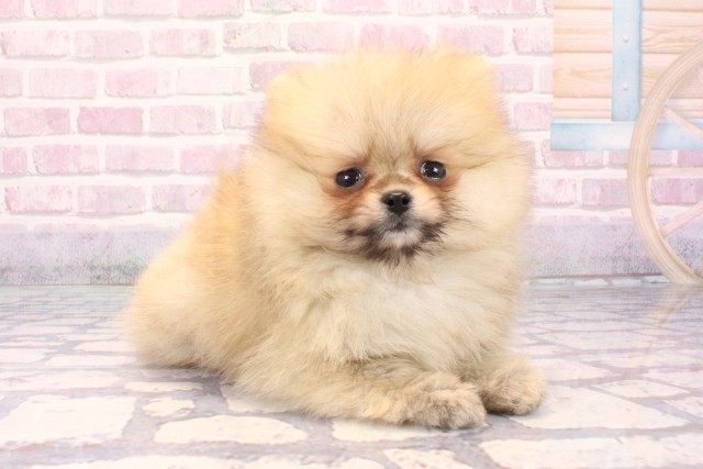 滋賀県のポメラニアン (Coo&RIKU長浜店/2025年9月17日生まれ/男の子/ウルフセーブル)の子犬の2枚目の画像