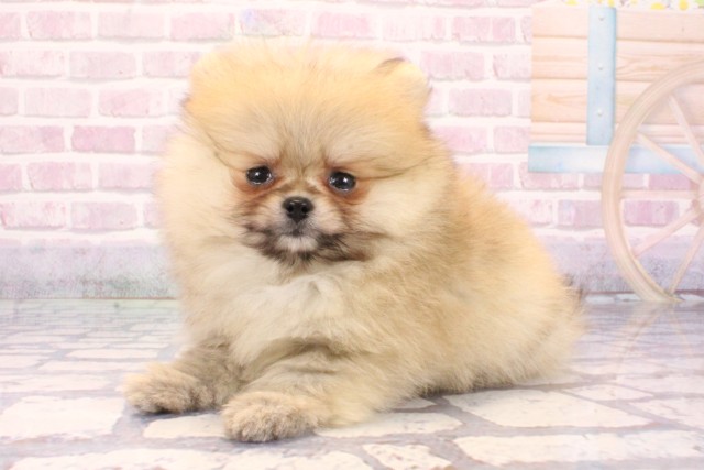 滋賀県のポメラニアン (Coo&RIKU長浜店/2025年9月17日生まれ/男の子/ウルフセーブル)の子犬の3枚目の画像