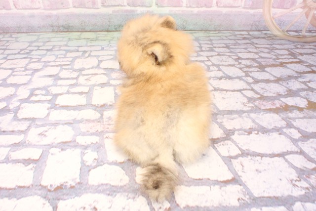 滋賀県のポメラニアン (Coo&RIKU長浜店/2025年9月17日生まれ/男の子/ウルフセーブル)の子犬の4枚目の画像