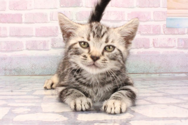 アメリカンショートヘアー