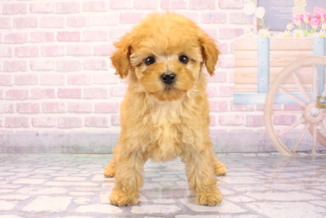 兵庫県のトイプードル(トイ) (Coo&RIKU丹波店/2025年9月18日生まれ/男の子/オレンジフォーン)の子犬の1枚目の画像