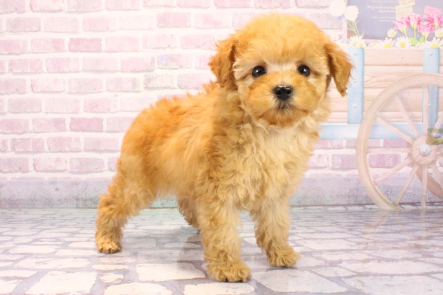 兵庫県のトイプードル(トイ) (Coo&RIKU丹波店/2025年9月18日生まれ/男の子/オレンジフォーン)の子犬の2枚目の画像