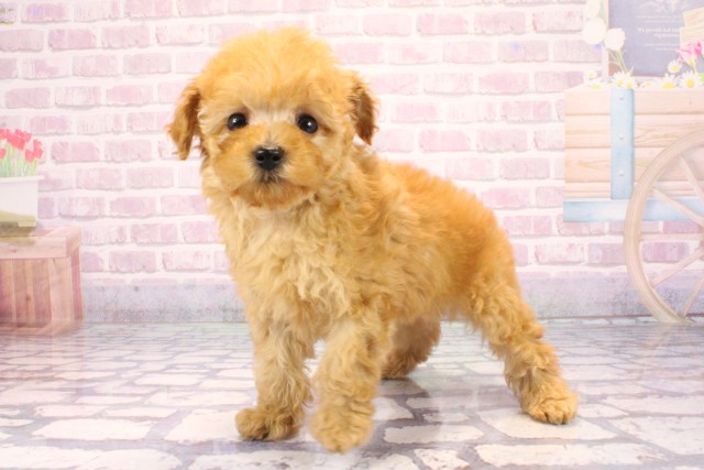 兵庫県のトイプードル(トイ) (Coo&RIKU丹波店/2025年9月18日生まれ/男の子/オレンジフォーン)の子犬の3枚目の画像