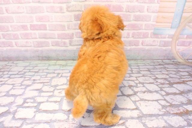 兵庫県のトイプードル(トイ) (Coo&RIKU丹波店/2025年9月18日生まれ/男の子/オレンジフォーン)の子犬の4枚目の画像