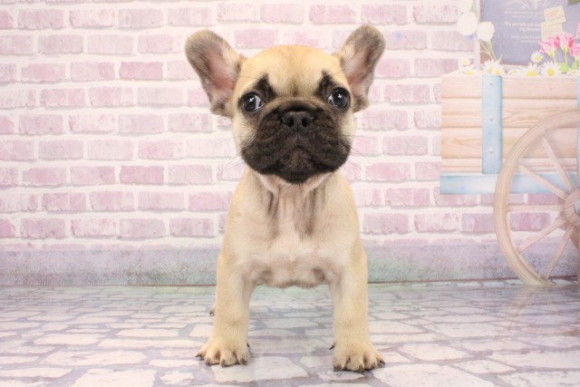 兵庫県のフレンチブルドッグ (Coo&RIKU姫路店/2025年9月17日生まれ/女の子/フォーン)の子犬の1枚目の画像