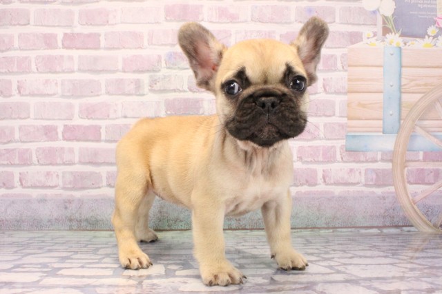 兵庫県のフレンチブルドッグ (Coo&RIKU姫路店/2025年9月17日生まれ/女の子/フォーン)の子犬の2枚目の画像