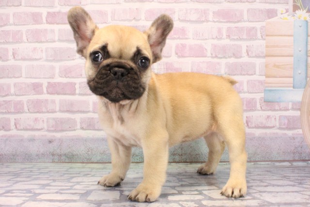 兵庫県のフレンチブルドッグ (Coo&RIKU姫路店/2025年9月17日生まれ/女の子/フォーン)の子犬の3枚目の画像