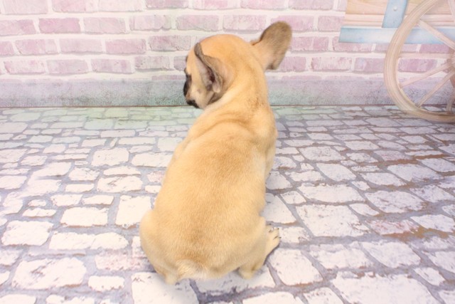 兵庫県のフレンチブルドッグ (Coo&RIKU姫路店/2025年9月17日生まれ/女の子/フォーン)の子犬の4枚目の画像