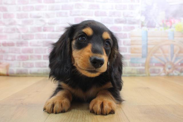 福島県のカニンヘンダックスフンド(ロング) (Coo&RIKU郡山店/2025年9月16日生まれ/男の子/ブラックタン)の子犬の1枚目の画像