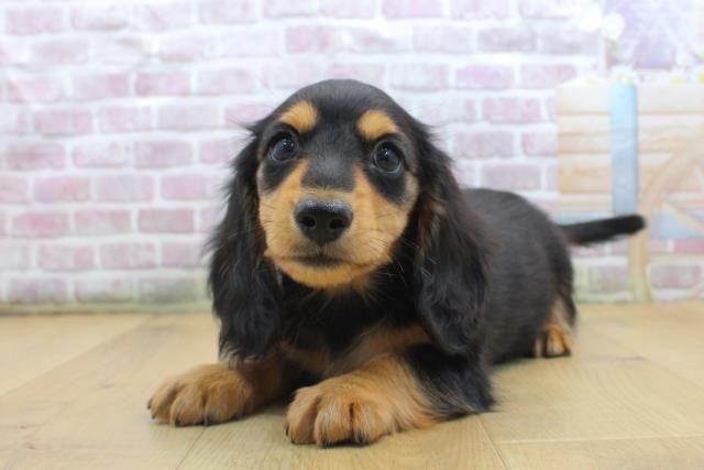 福島県のカニンヘンダックスフンド(ロング) (Coo&RIKU郡山店/2025年9月16日生まれ/男の子/ブラックタン)の子犬の2枚目の画像