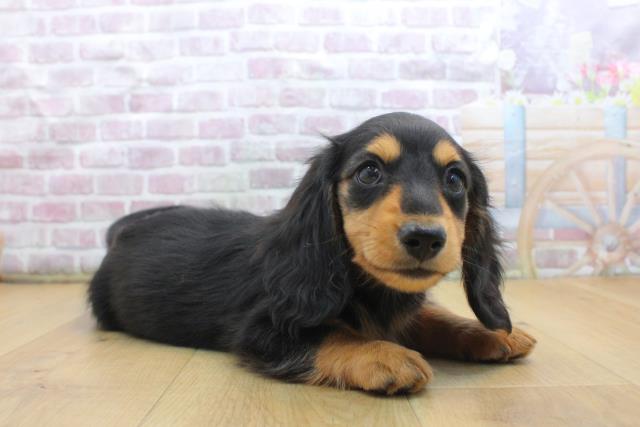 福島県のカニンヘンダックスフンド(ロング) (Coo&RIKU郡山店/2025年9月16日生まれ/男の子/ブラックタン)の子犬の3枚目の画像