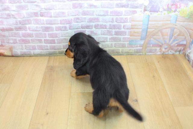 福島県のカニンヘンダックスフンド(ロング) (Coo&RIKU郡山店/2025年9月16日生まれ/男の子/ブラックタン)の子犬の4枚目の画像