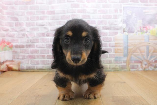 福島県のカニンヘンダックスフンド(ロング) (Coo&RIKU福島店/2025年9月16日生まれ/男の子/ブラックタン)の子犬の1枚目の画像