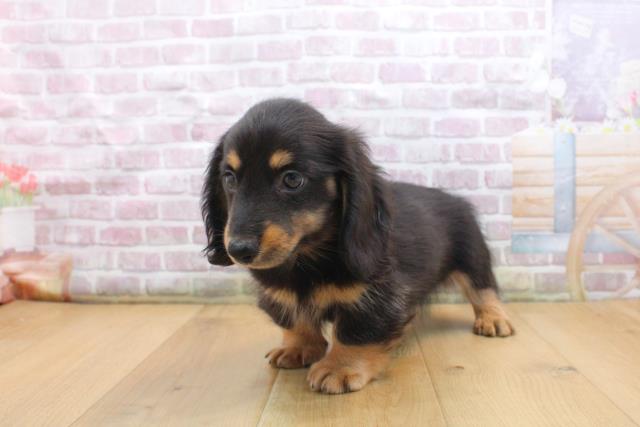 福島県のカニンヘンダックスフンド(ロング) (Coo&RIKU福島店/2025年9月16日生まれ/男の子/ブラックタン)の子犬の2枚目の画像