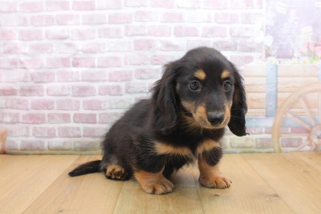 福島県のカニンヘンダックスフンド(ロング) (Coo&RIKU福島店/2025年9月16日生まれ/男の子/ブラックタン)の子犬の3枚目の画像