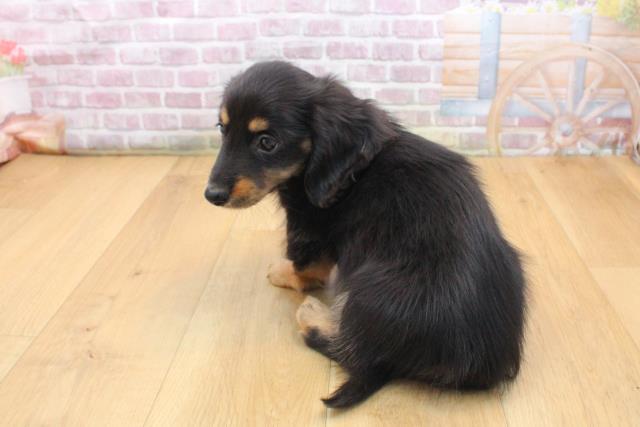 福島県のカニンヘンダックスフンド(ロング) (Coo&RIKU福島店/2025年9月16日生まれ/男の子/ブラックタン)の子犬の4枚目の画像