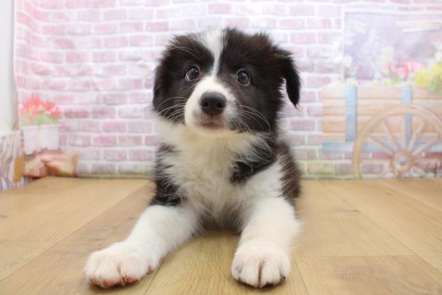 福島県のボーダーコリー (Coo&RIKU福島店/2025年9月16日生まれ/女の子/ブラックホワイト)の子犬の1枚目の画像