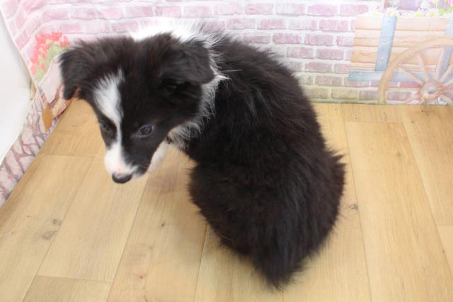 福島県のボーダーコリー (Coo&RIKU福島店/2025年9月16日生まれ/女の子/ブラックホワイト)の子犬の3枚目の画像