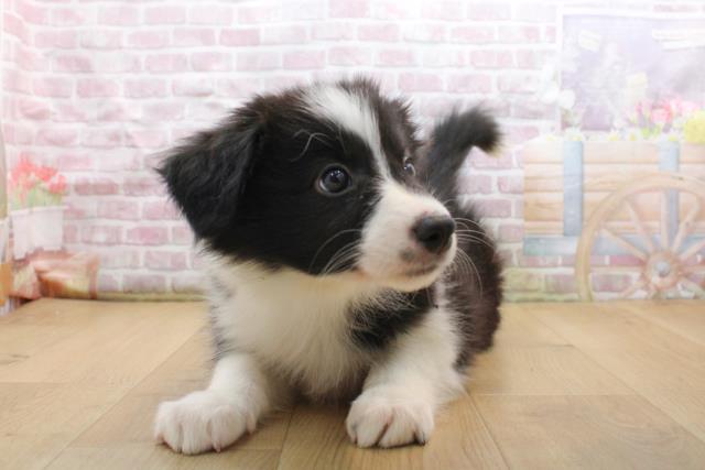 福島県のボーダーコリー (Coo&RIKU福島店/2025年9月16日生まれ/女の子/ブラックホワイト)の子犬の4枚目の画像