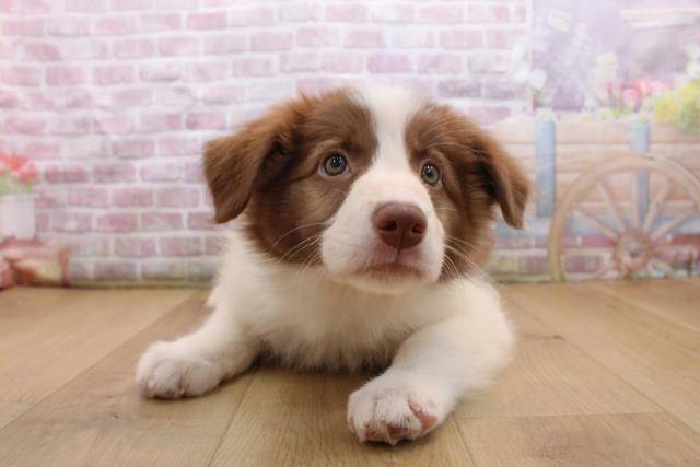 ボーダーコリー