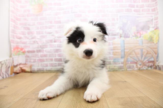 福島県のボーダーコリー (Coo&RIKUいわき店/2025年9月16日生まれ/男の子/ブラックホワイト)の子犬の1枚目の画像