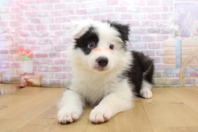 福島県のボーダーコリー (Coo&RIKUいわき店/2025年9月16日生まれ/男の子/ブラックホワイト)の子犬の2枚目の画像