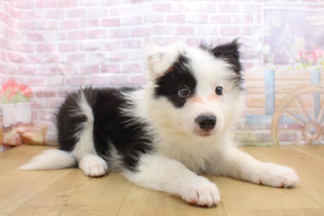 福島県のボーダーコリー (Coo&RIKUいわき店/2025年9月16日生まれ/男の子/ブラックホワイト)の子犬の3枚目の画像