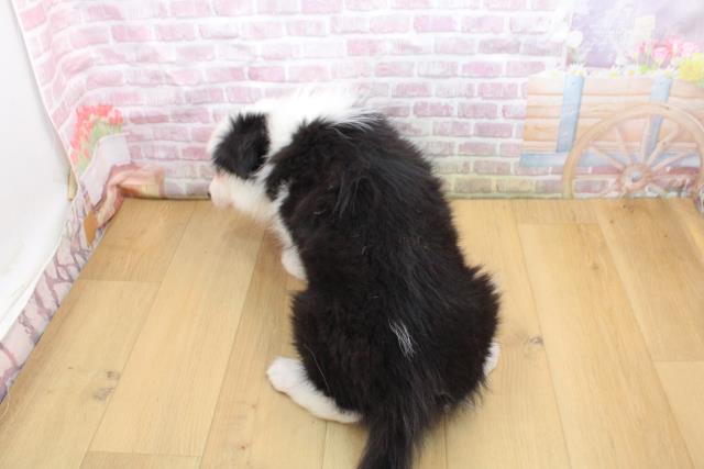 福島県のボーダーコリー (Coo&RIKUいわき店/2025年9月16日生まれ/男の子/ブラックホワイト)の子犬の4枚目の画像