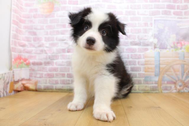 宮城県のボーダーコリー (Coo&RIKU仙台太白店/2025年9月16日生まれ/男の子/ブラックホワイト)の子犬の2枚目の画像