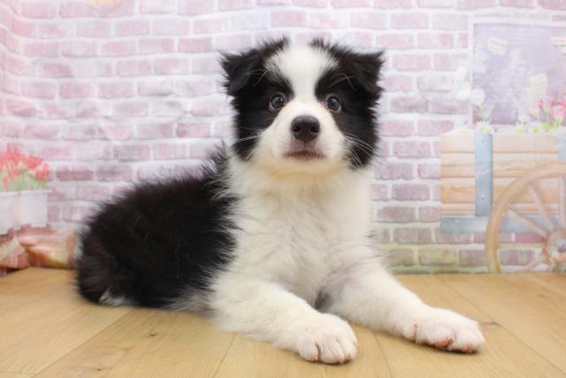 宮城県のボーダーコリー (Coo&RIKU仙台太白店/2025年9月16日生まれ/男の子/ブラックホワイト)の子犬の3枚目の画像