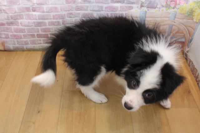 宮城県のボーダーコリー (Coo&RIKU仙台太白店/2025年9月16日生まれ/男の子/ブラックホワイト)の子犬の4枚目の画像