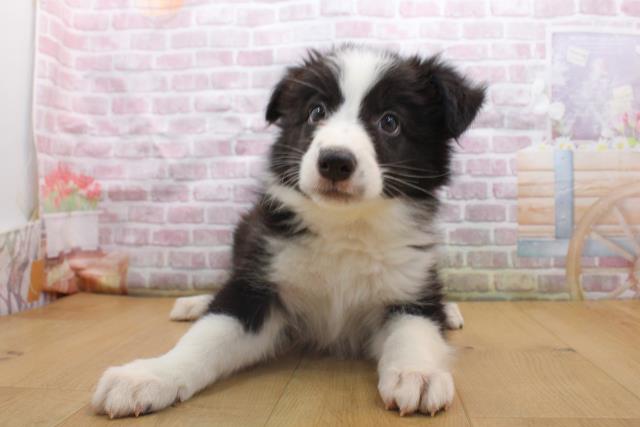 宮城県のボーダーコリー (Coo&RIKU石巻店/2025年9月16日生まれ/男の子/ブラックホワイト)の子犬の1枚目の画像