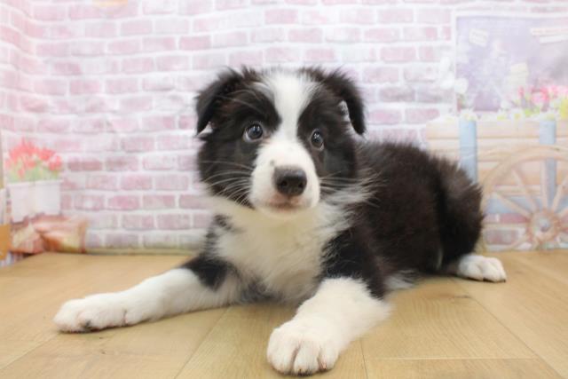 宮城県のボーダーコリー (Coo&RIKU石巻店/2025年9月16日生まれ/男の子/ブラックホワイト)の子犬の2枚目の画像