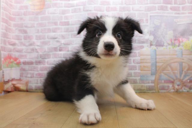 宮城県のボーダーコリー (Coo&RIKU石巻店/2025年9月16日生まれ/男の子/ブラックホワイト)の子犬の3枚目の画像