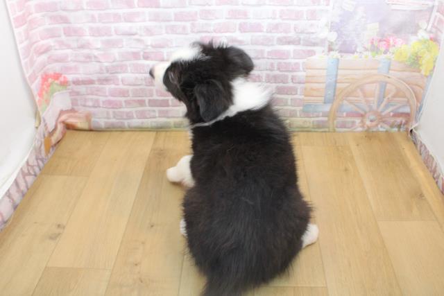 宮城県のボーダーコリー (Coo&RIKU石巻店/2025年9月16日生まれ/男の子/ブラックホワイト)の子犬の4枚目の画像