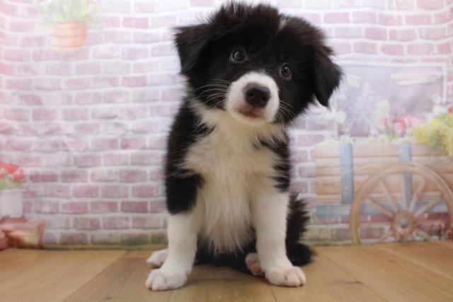 岩手県のボーダーコリー (Coo&RIKU一関店/2025年9月16日生まれ/男の子/ブラックホワイト)の子犬の1枚目の画像