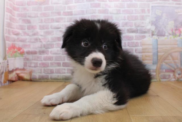 岩手県のボーダーコリー (Coo&RIKU一関店/2025年9月16日生まれ/男の子/ブラックホワイト)の子犬の2枚目の画像