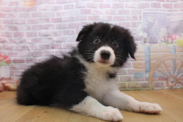 岩手県のボーダーコリー (Coo&RIKU一関店/2025年9月16日生まれ/男の子/ブラックホワイト)の子犬の3枚目の画像