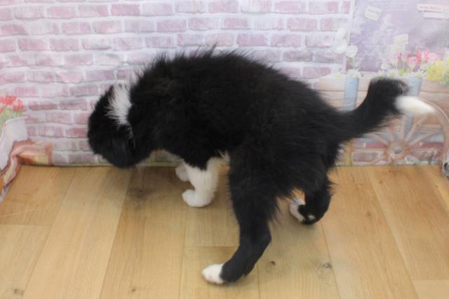 岩手県のボーダーコリー (Coo&RIKU一関店/2025年9月16日生まれ/男の子/ブラックホワイト)の子犬の4枚目の画像