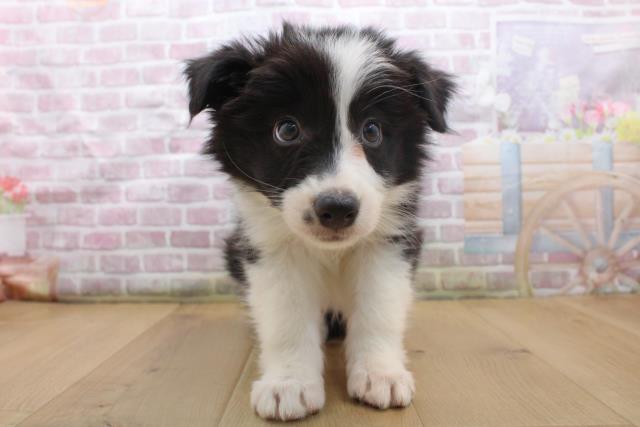 岩手県のボーダーコリー (Coo&RIKU岩手盛岡店/2025年9月16日生まれ/女の子/ブラックホワイト)の子犬