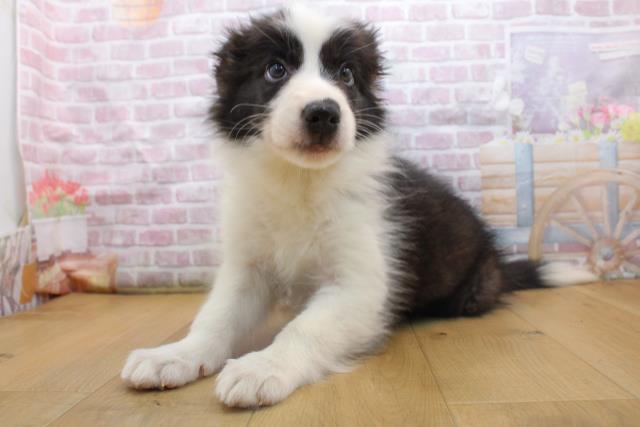 青森県のボーダーコリー (Coo&RIKU八戸店/2025年9月16日生まれ/女の子/ブラックホワイト)の子犬の2枚目の画像