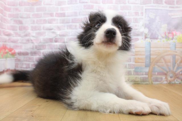 青森県のボーダーコリー (Coo&RIKU八戸店/2025年9月16日生まれ/女の子/ブラックホワイト)の子犬の3枚目の画像