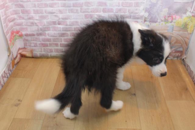 青森県のボーダーコリー (Coo&RIKU八戸店/2025年9月16日生まれ/女の子/ブラックホワイト)の子犬の4枚目の画像