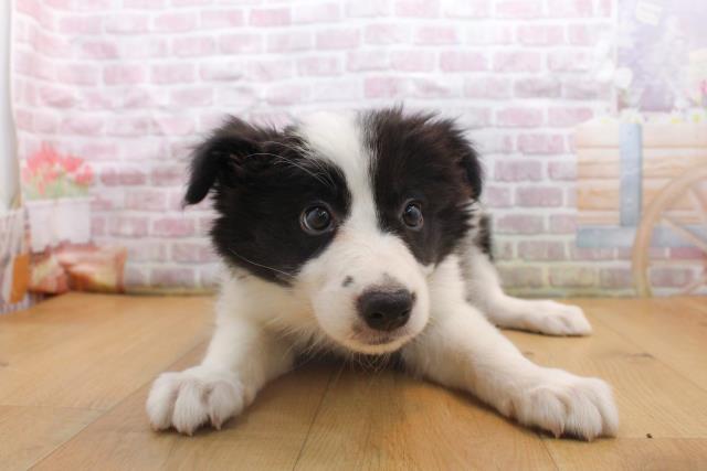 青森県のボーダーコリー (Coo&RIKU弘前店/2025年9月16日生まれ/女の子/ブラックホワイト)の子犬の1枚目の画像