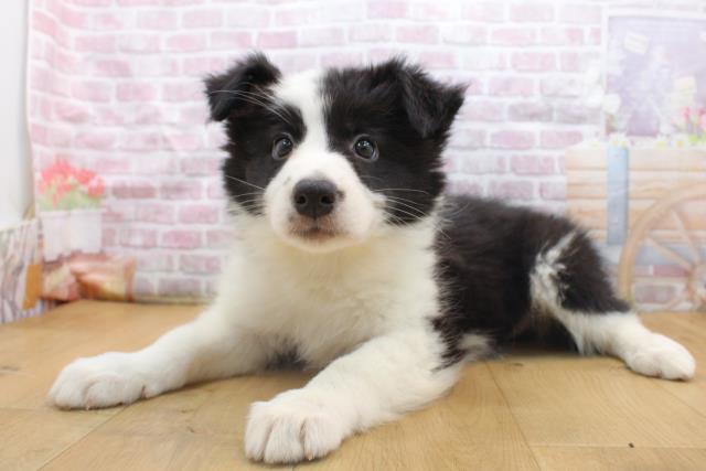 青森県のボーダーコリー (Coo&RIKU弘前店/2025年9月16日生まれ/女の子/ブラックホワイト)の子犬の2枚目の画像