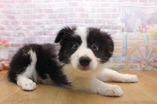 青森県のボーダーコリー (Coo&RIKU弘前店/2025年9月16日生まれ/女の子/ブラックホワイト)の子犬の3枚目の画像