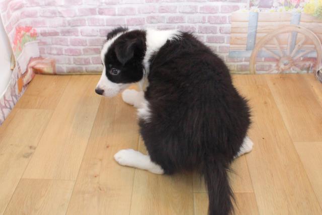 青森県のボーダーコリー (Coo&RIKU弘前店/2025年9月16日生まれ/女の子/ブラックホワイト)の子犬の4枚目の画像