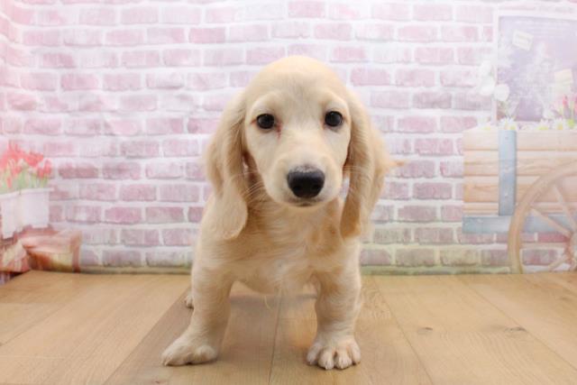 福島県のミニチュアダックスフンド(ロング) (Coo&RIKU福島店/2025年9月16日生まれ/男の子/イエロー)の子犬の1枚目の画像