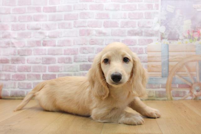 福島県のミニチュアダックスフンド(ロング) (Coo&RIKU福島店/2025年9月16日生まれ/男の子/イエロー)の子犬の2枚目の画像