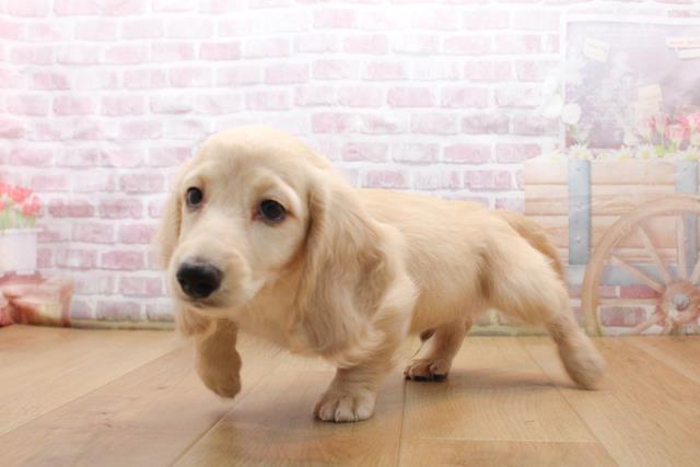 福島県のミニチュアダックスフンド(ロング) (Coo&RIKU福島店/2025年9月16日生まれ/男の子/イエロー)の子犬の3枚目の画像